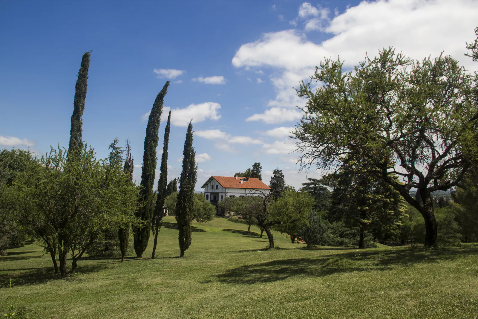 Cipreses y árboles del parque