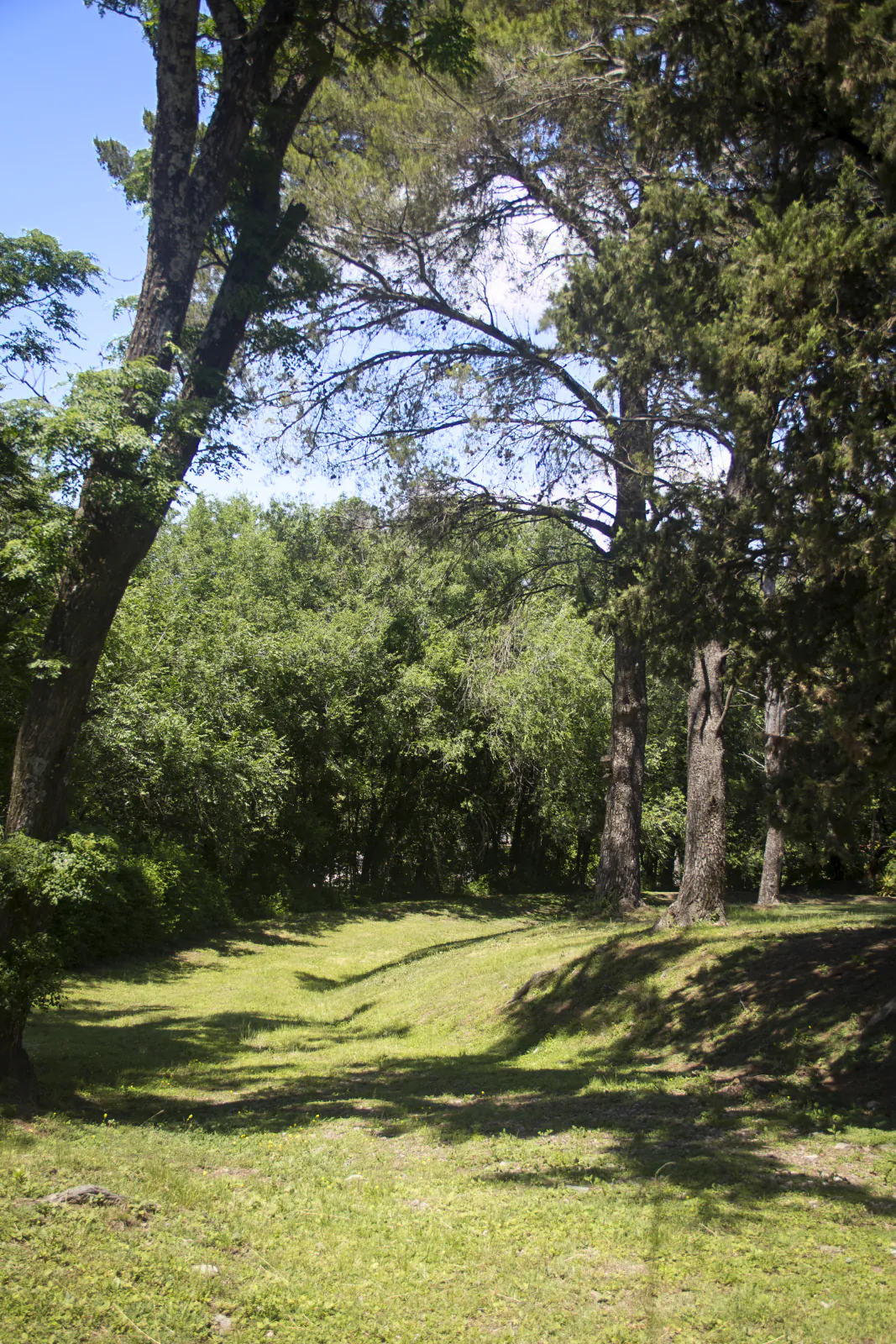Sombra de los árboles sobre el pasto