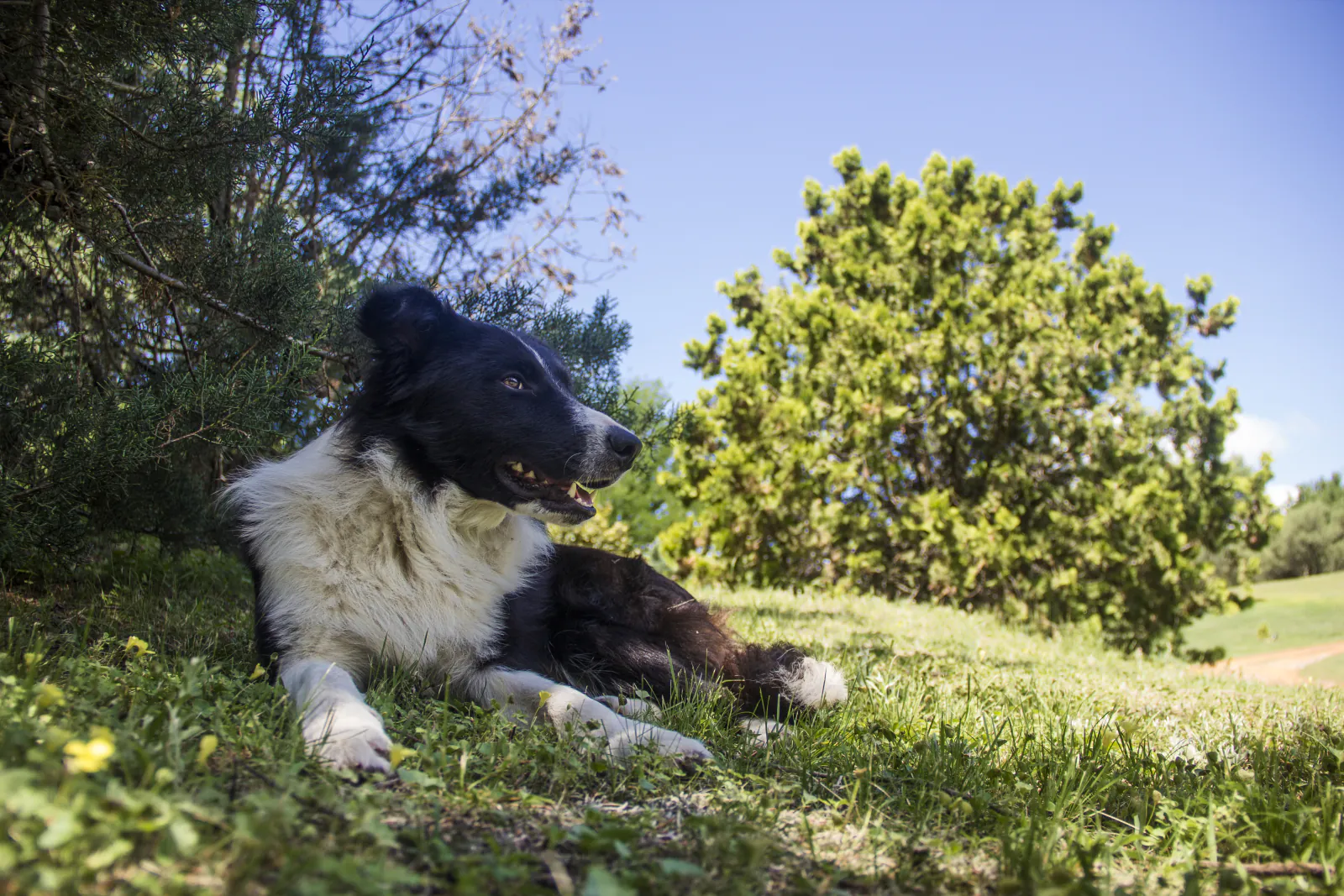 Perro descansando en el pasto