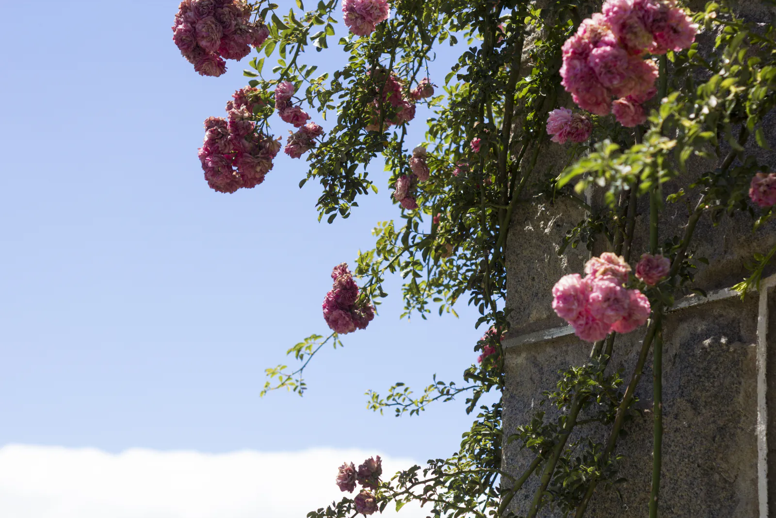 Rosas trepadoras sobre la piedra